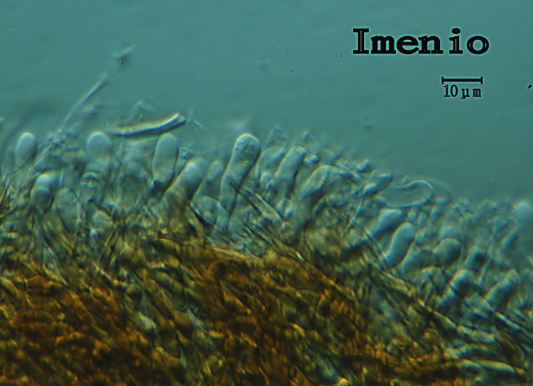 3) Preso su vecchio tronco di Pino il 22.02.2013.